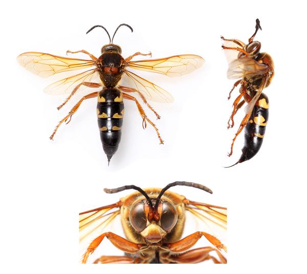 Thumbnail image for Cicada Killer Wasps in Turf